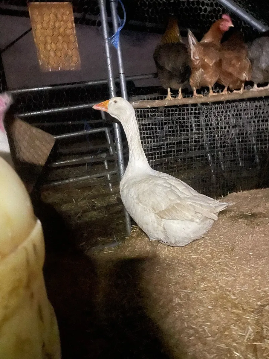 Goose and drake - Image 2