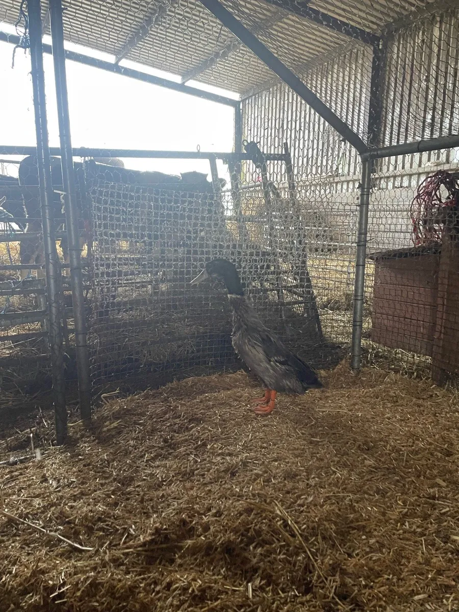 Goose and drake - Image 4