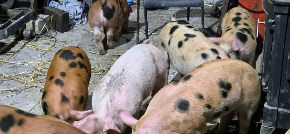 Piglets for sale - Image 1