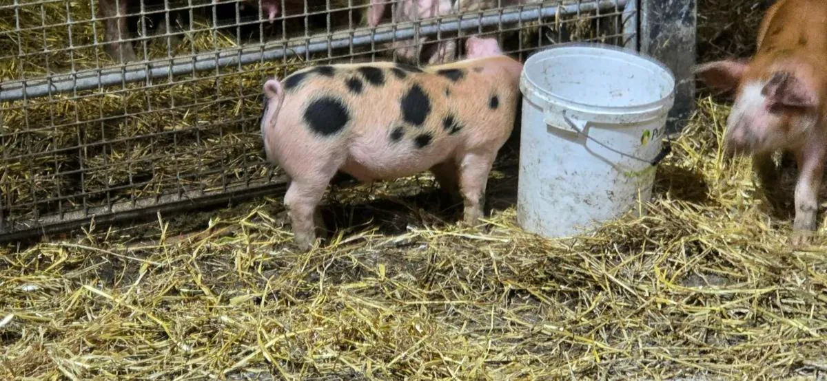 Piglets for sale - Image 2
