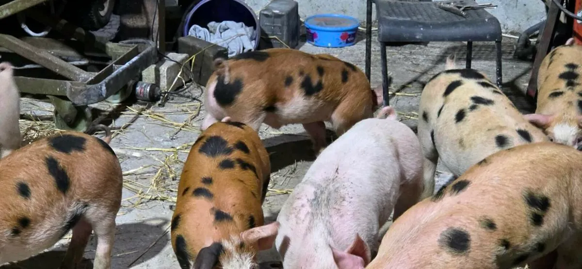 Piglets for sale - Image 3