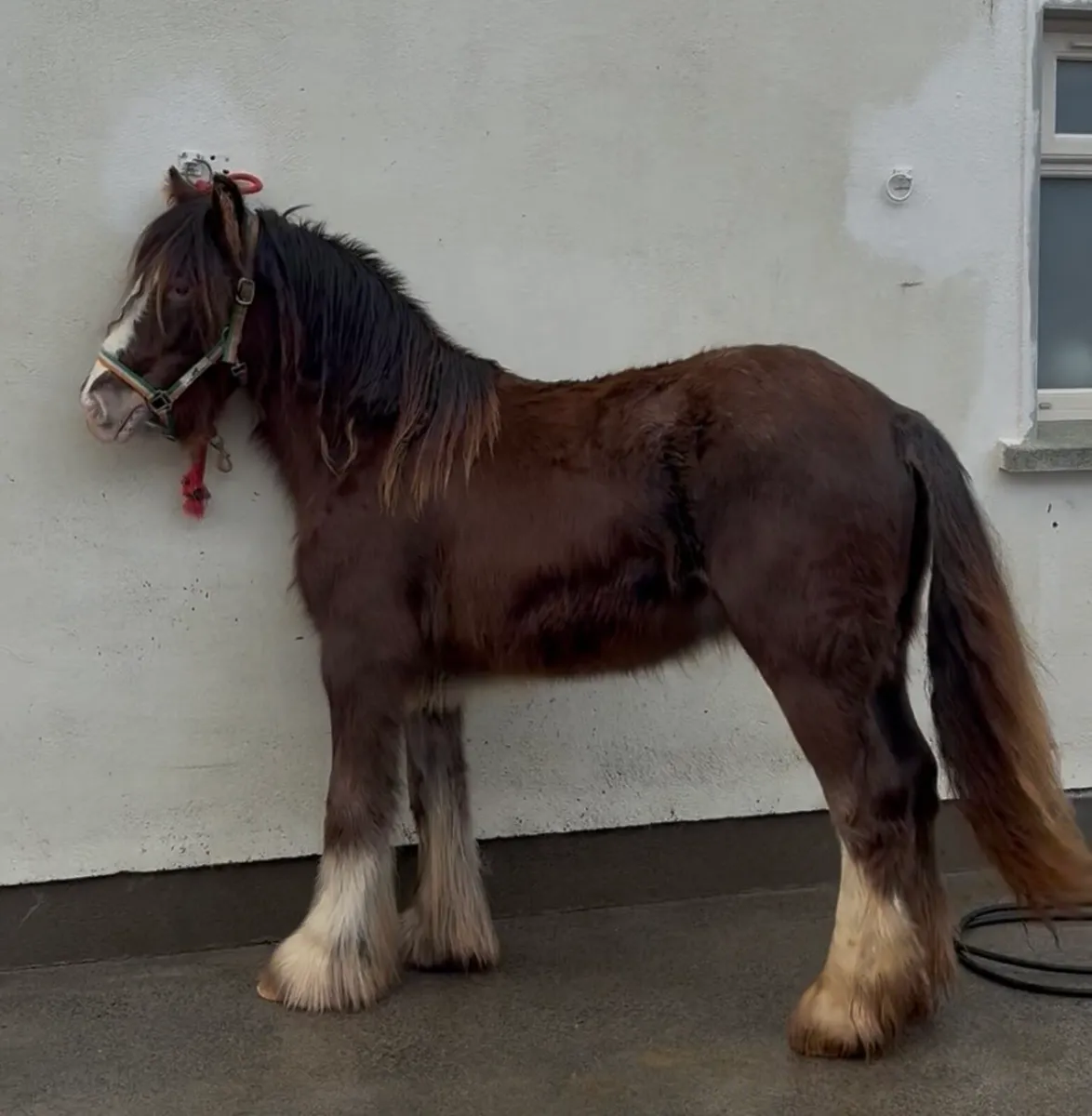 2 Year Old Homozygous Lp Filly - Image 1