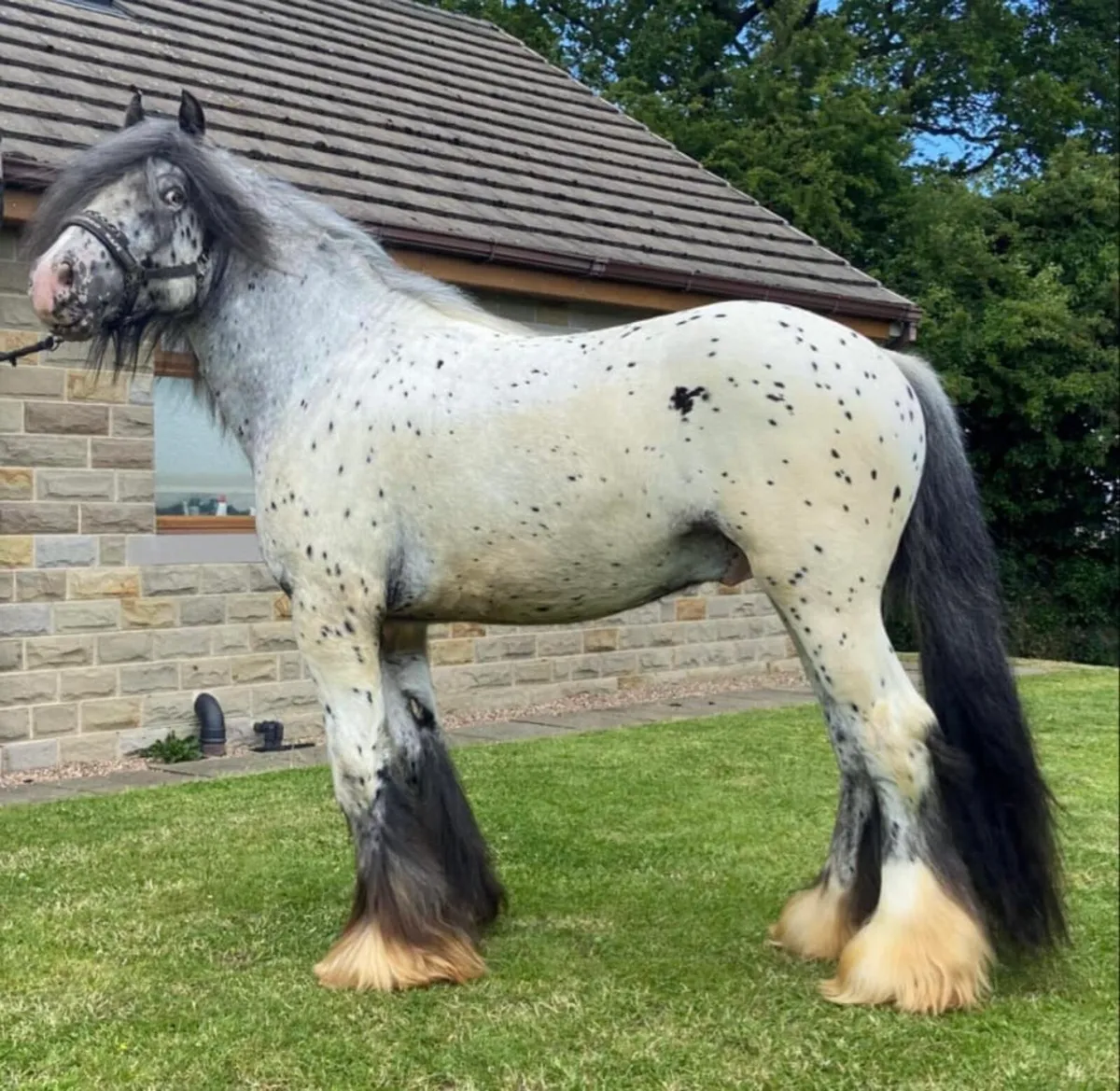 2 Year Old Homozygous Lp Filly - Image 2