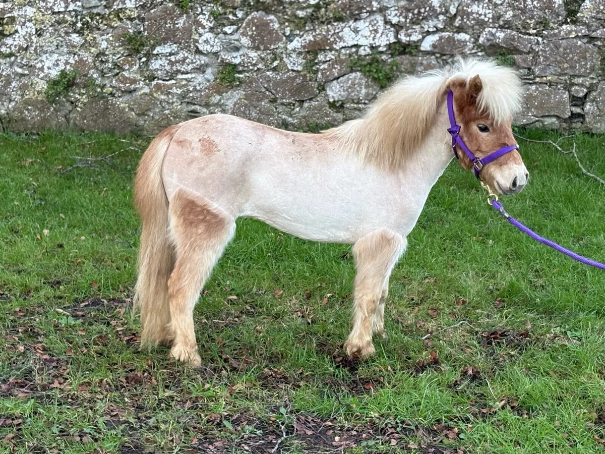 Top class miniature filly 3 years old - Image 2