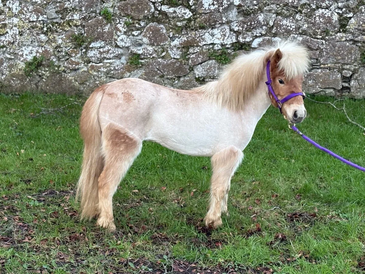 Top class miniature filly 3 years old - Image 4