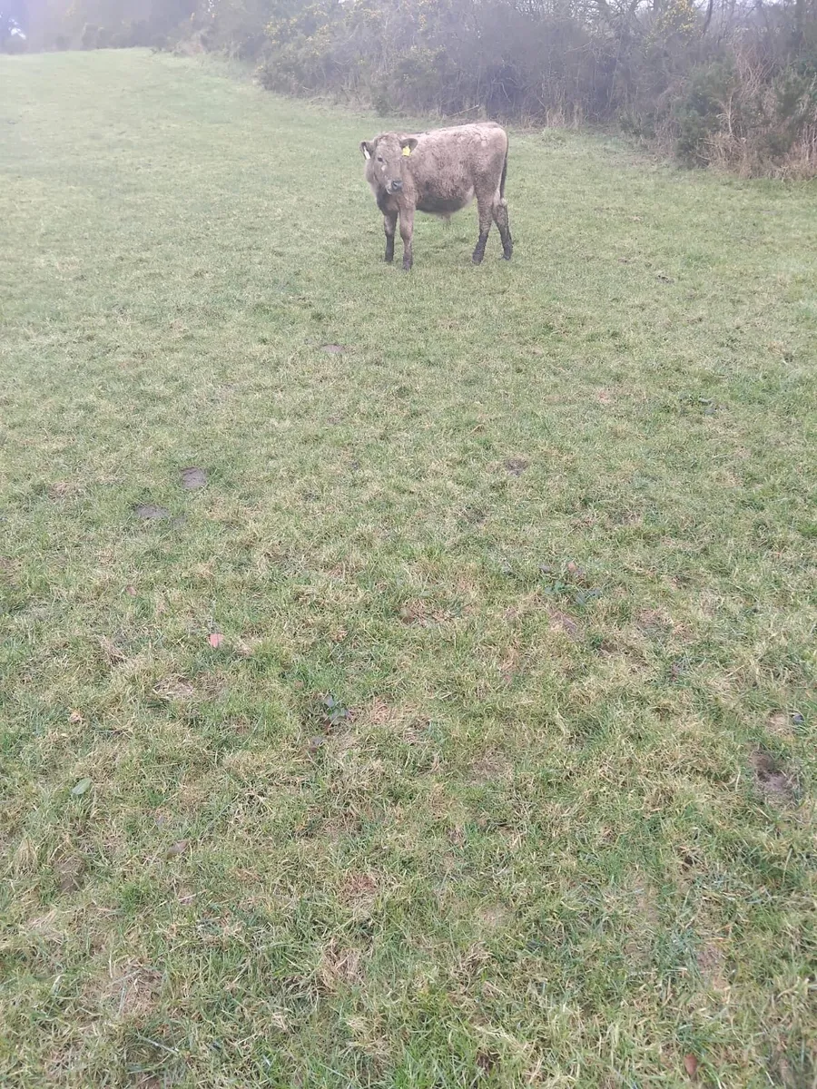 5 bullocks - Image 4