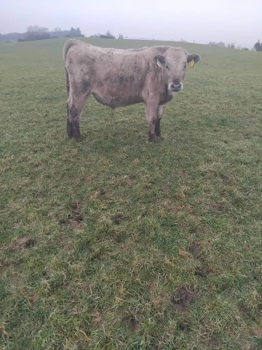 5 bullocks - Image 2