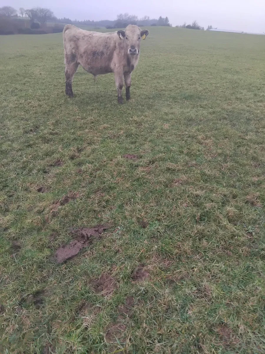 5 bullocks - Image 3