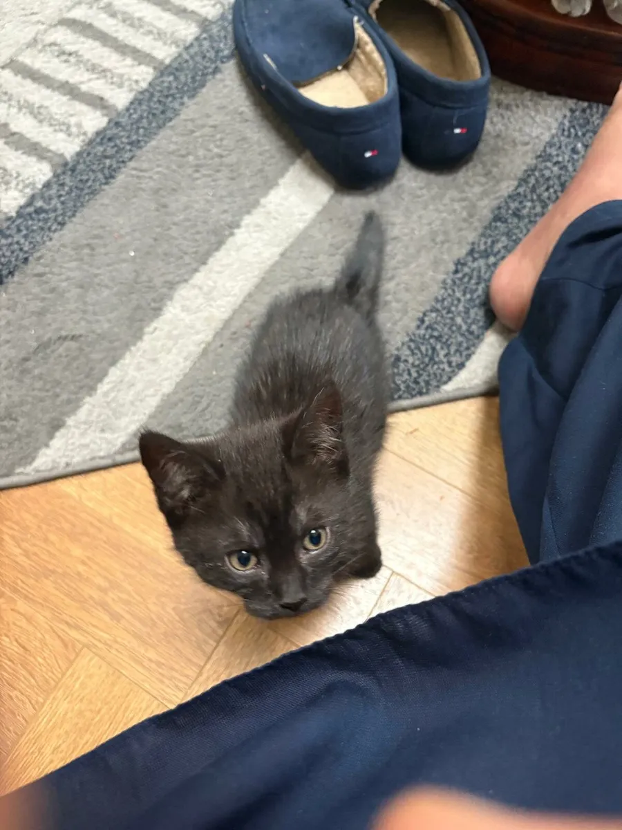 Kitten - Image 4