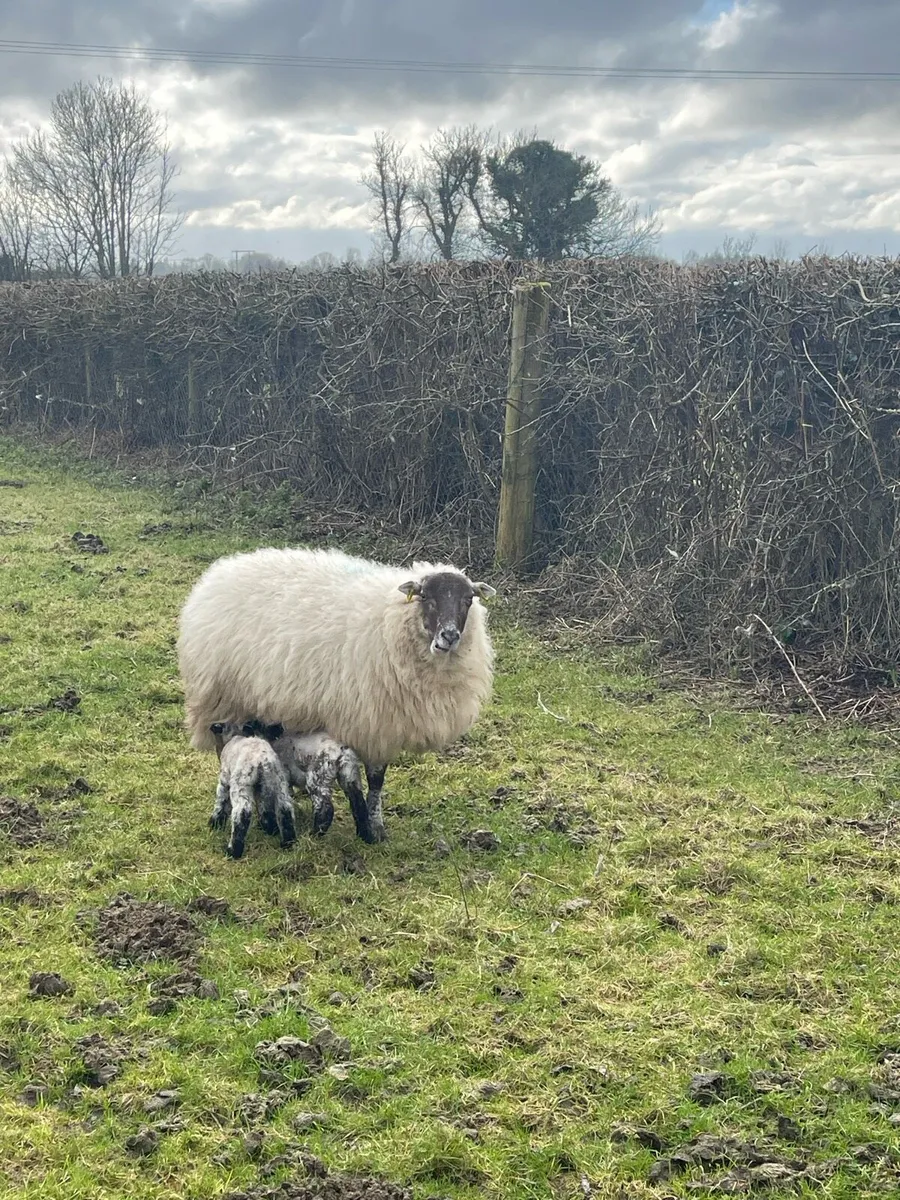 Ewes and lambs - Image 1
