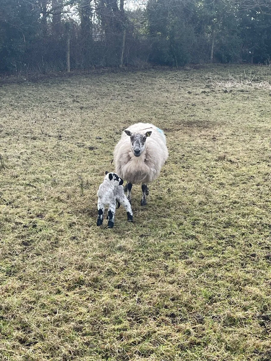 Ewes and lambs - Image 2