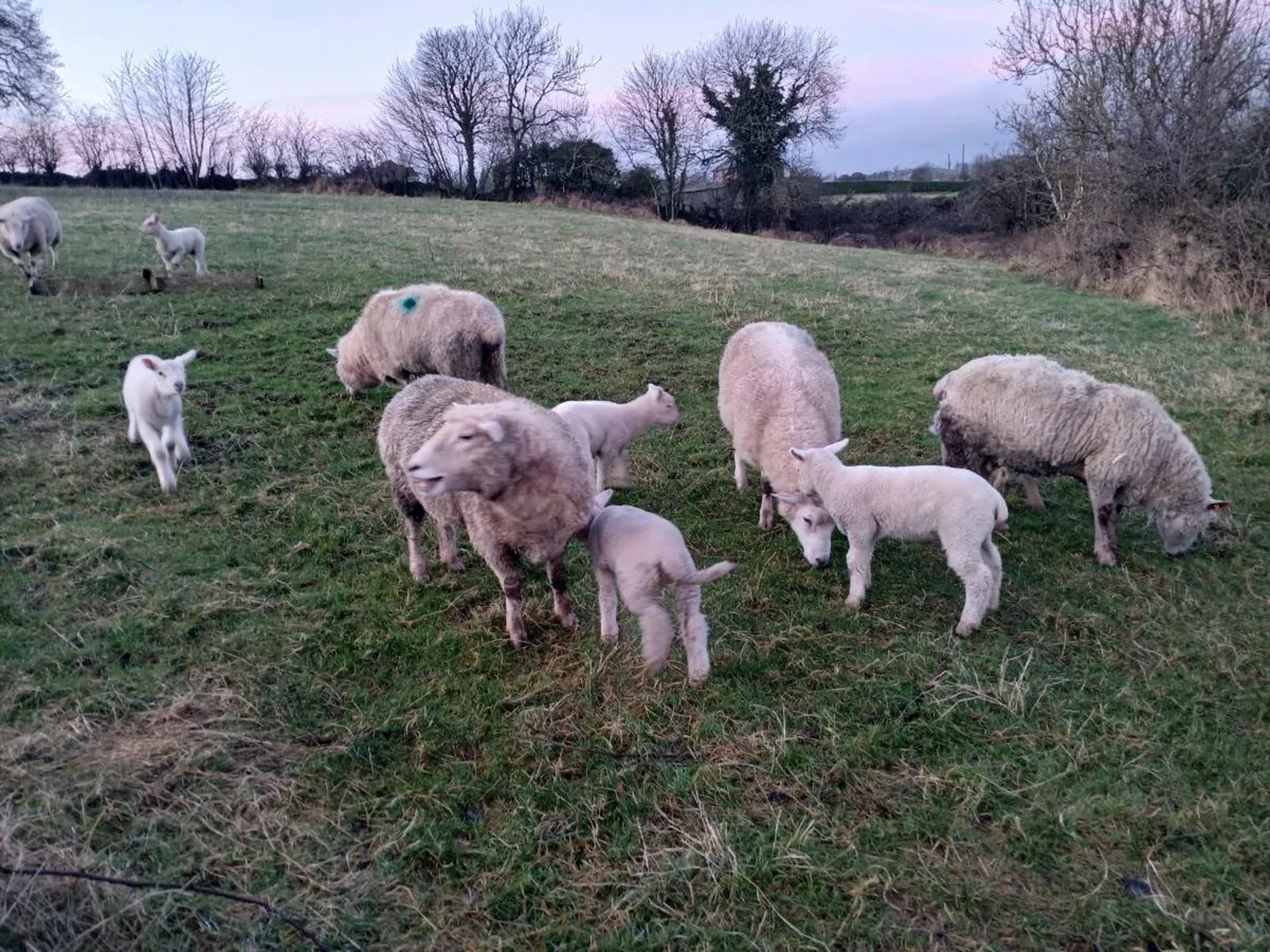 Ewes with lambs foot - Image 1