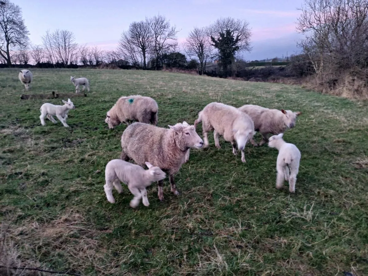 Ewes with lambs foot - Image 2