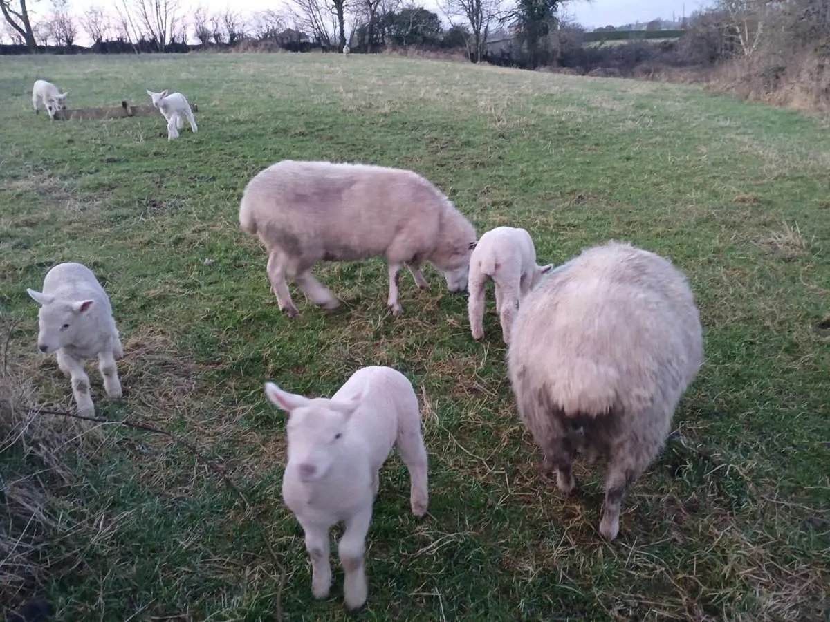 Ewes with lambs foot - Image 3