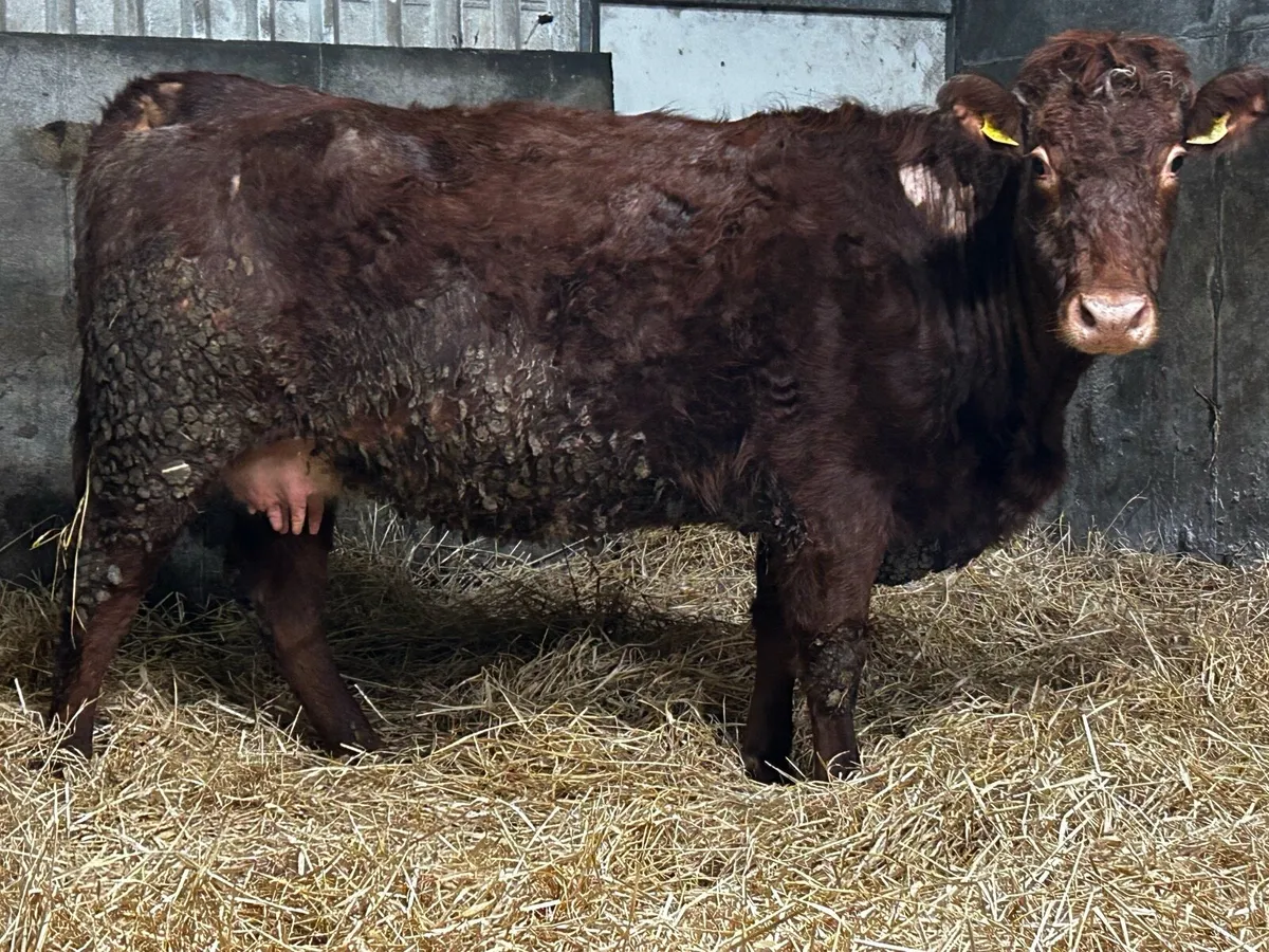 Roan SHX Springer Time Up To Pedigree Limousin Bul - Image 1