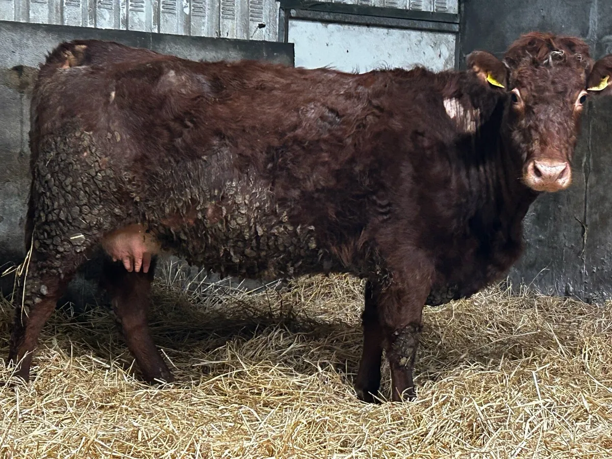 Roan SHX Springer Time Up To Pedigree Limousin Bul - Image 2
