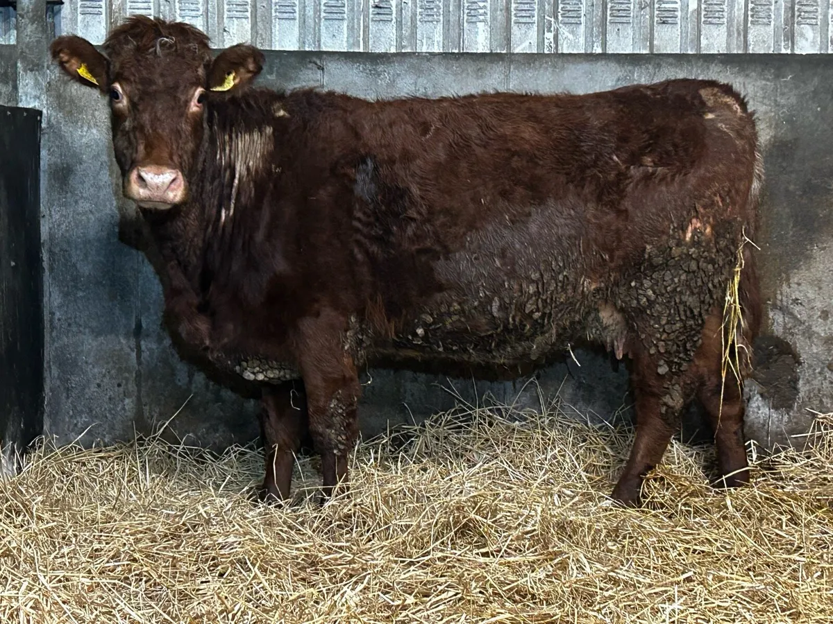 Roan SHX Springer Time Up To Pedigree Limousin Bul - Image 4