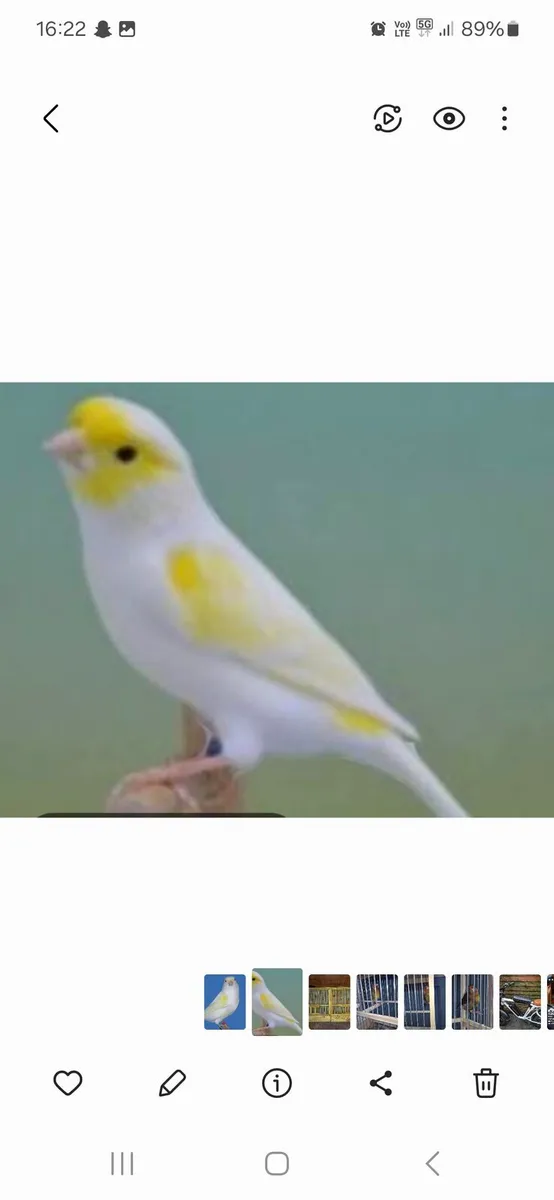 Birds and cages - Image 1