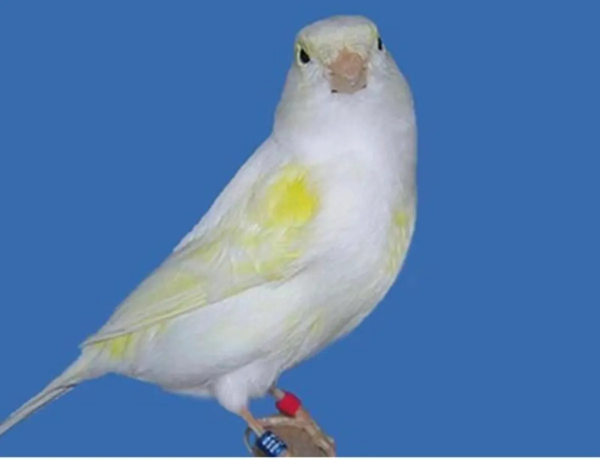 Birds and cages - Image 2