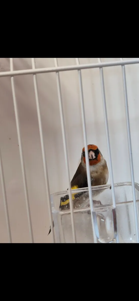 Birds and cages - Image 3