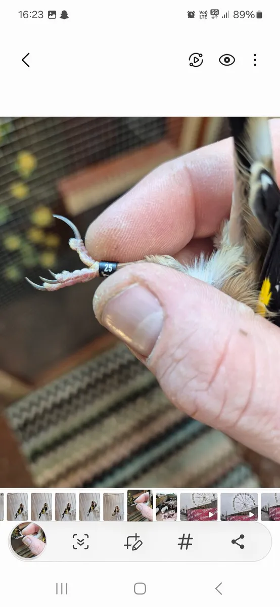 Birds and cages - Image 4
