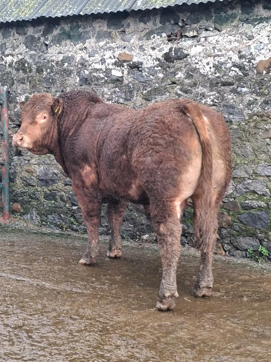 Proper Limousin bull - Image 2