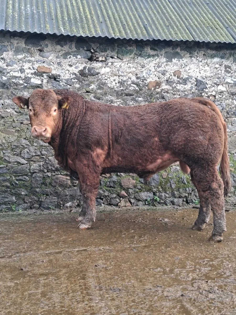 Proper Limousin bull - Image 3