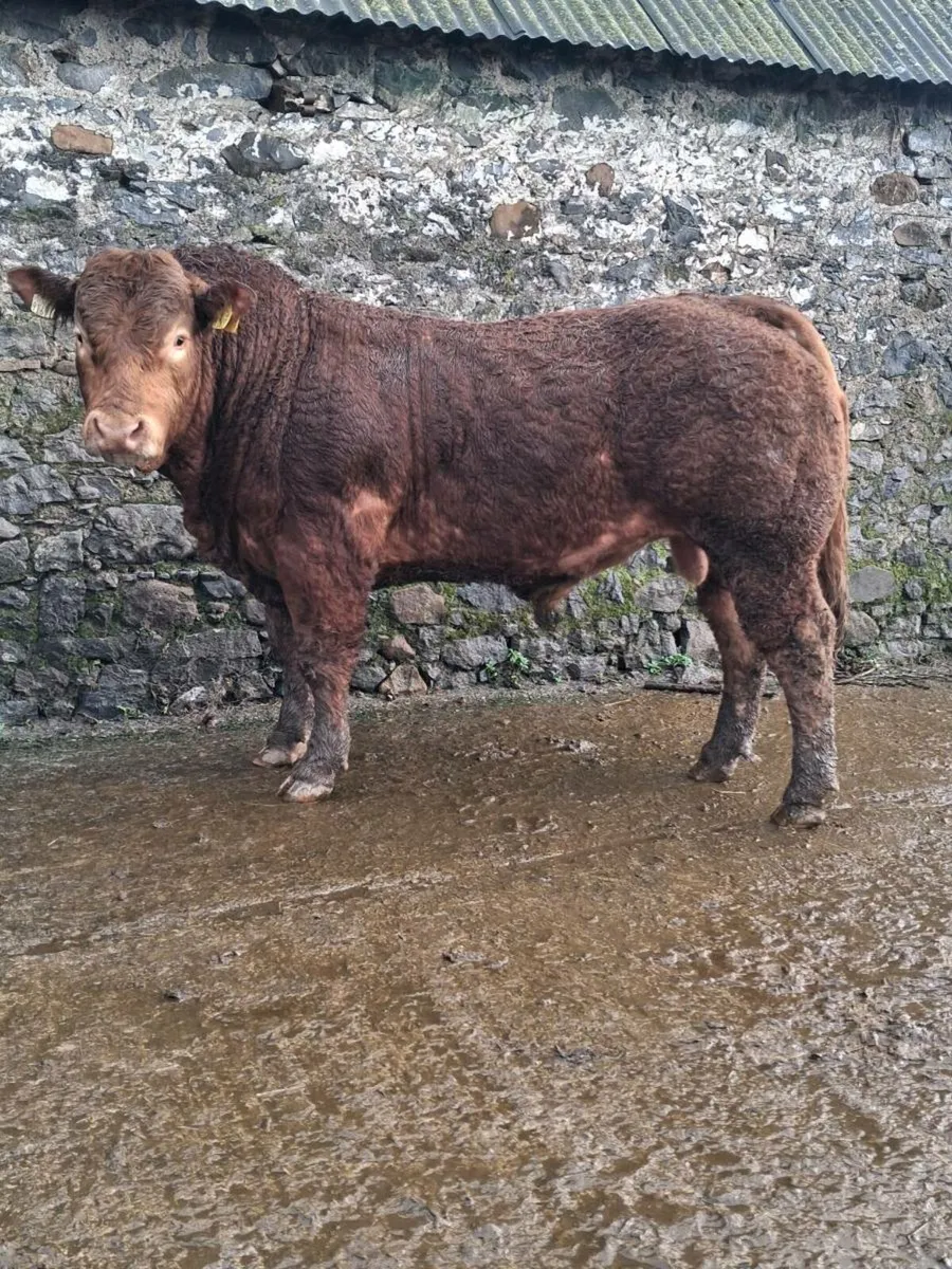 Proper Limousin bull - Image 1