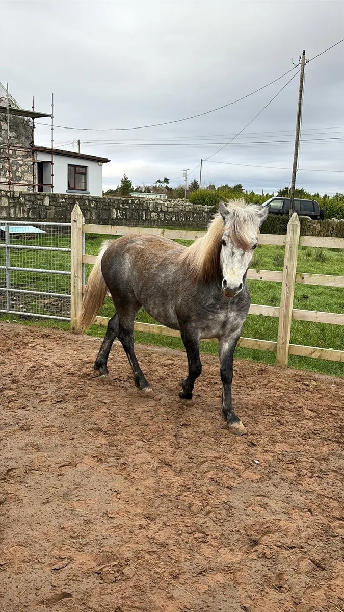 Wanted: Grass Livery for 2yo Connemara Colt