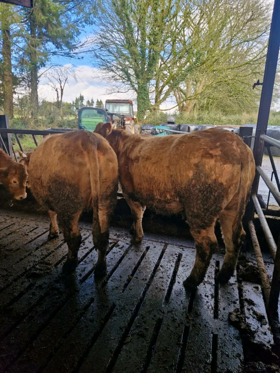 4 chx springers due march - Image 2