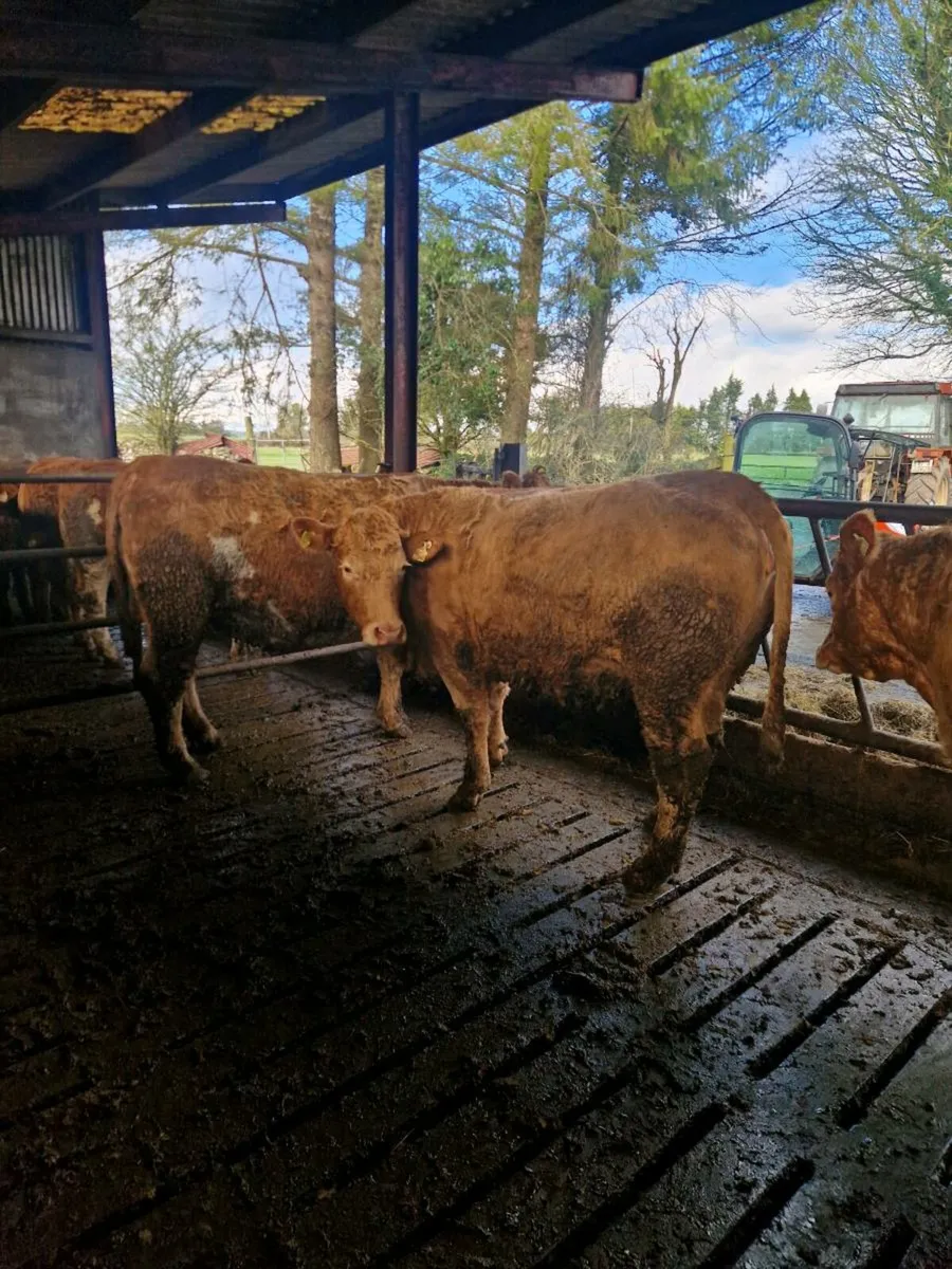 4 chx springers due march - Image 1