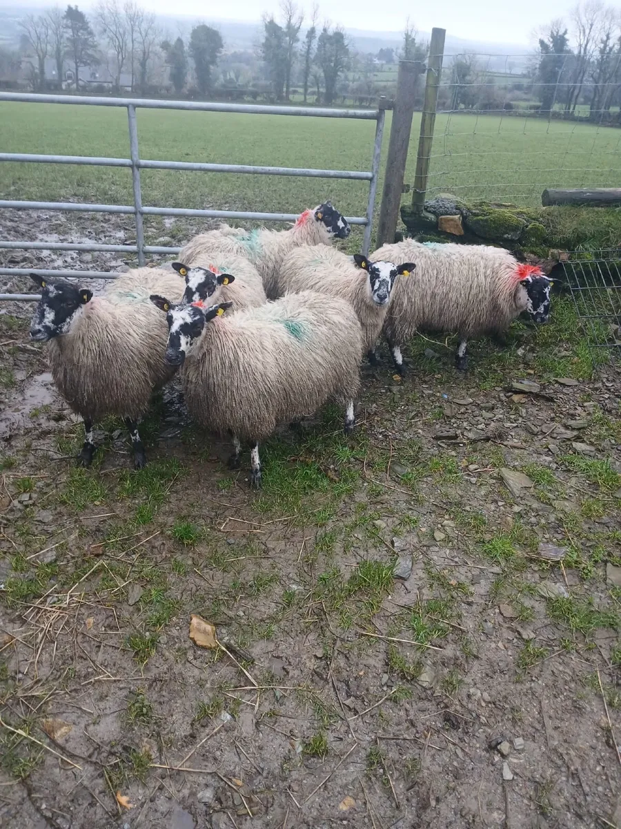 6 mule ewe hoggets - Image 1