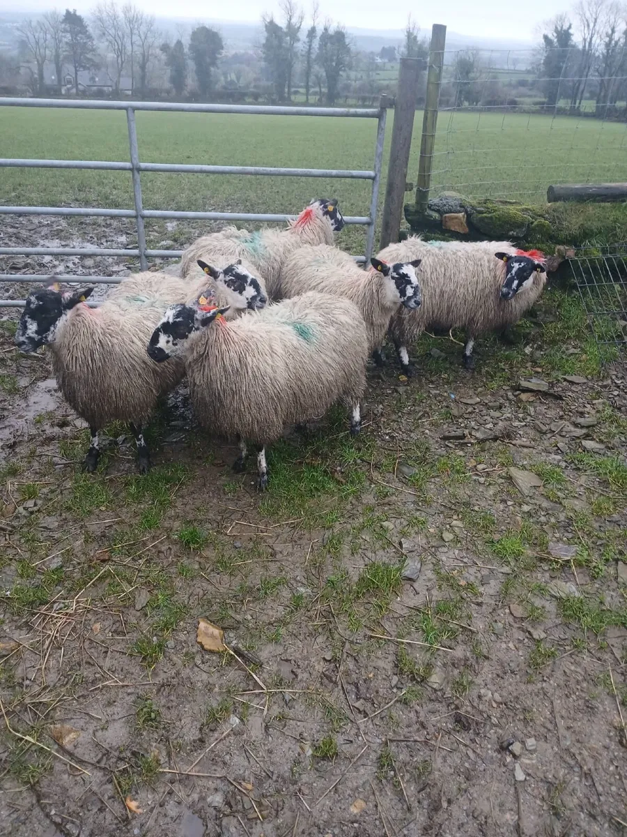 6 mule ewe hoggets - Image 2