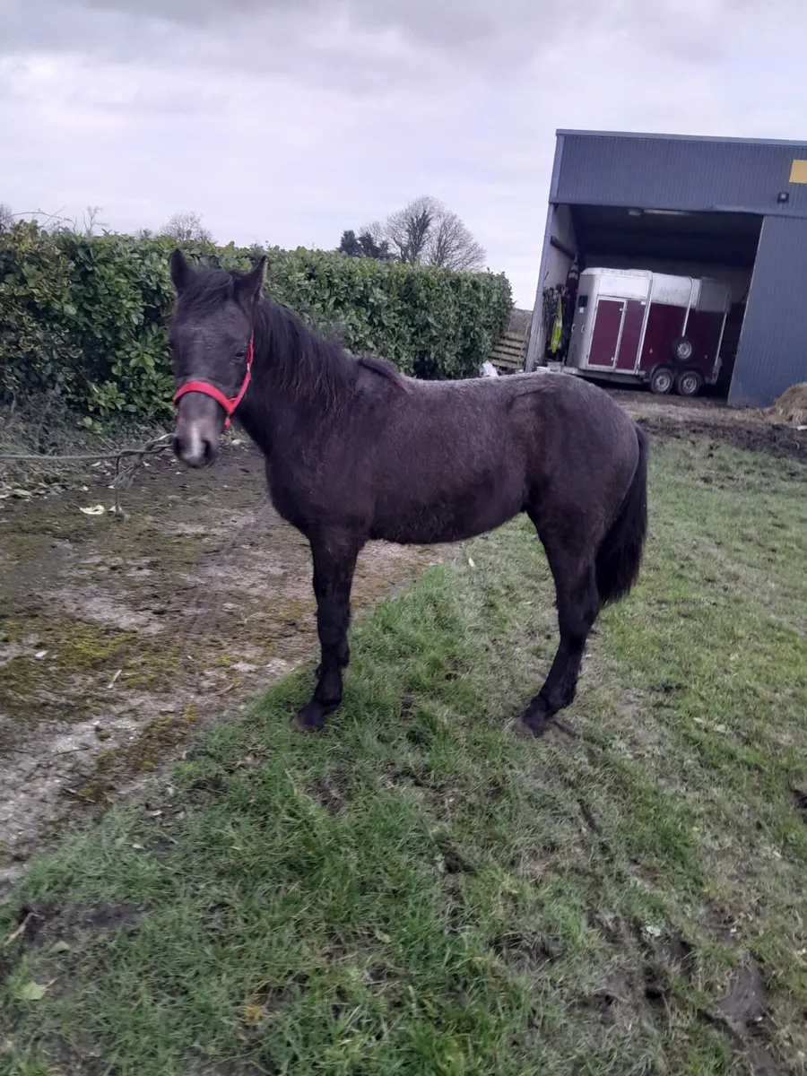 Connemara Colt Foal - Image 2