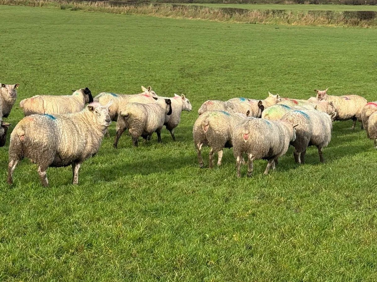 10 In lamb ewe hoggets - Image 1