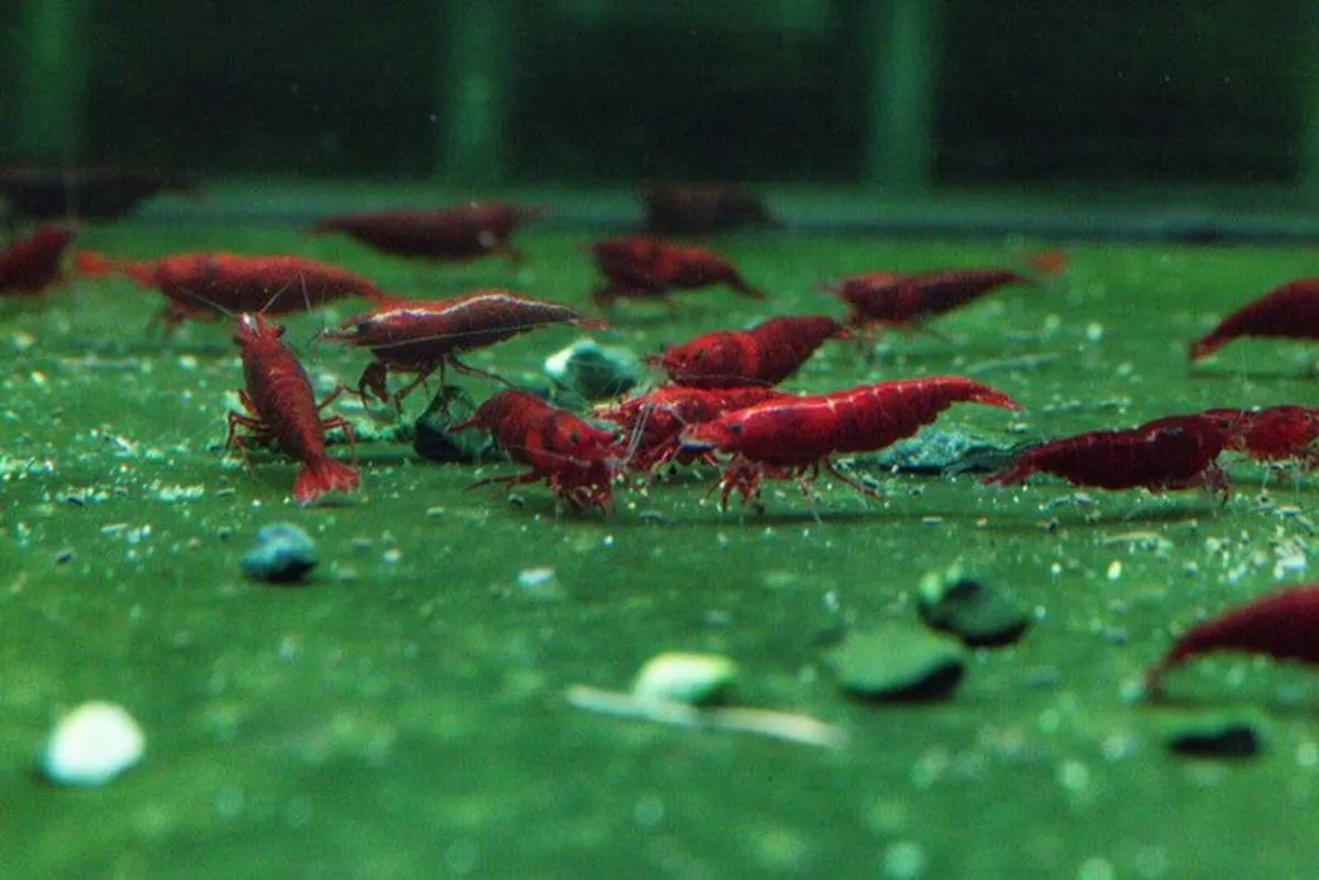 Neocaridina Bloody Mary Shrimp (80 Available) - Image 1