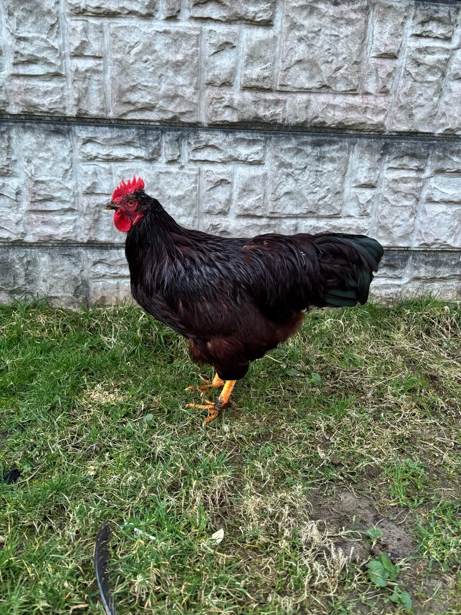 Purebred Poultry - Image 1