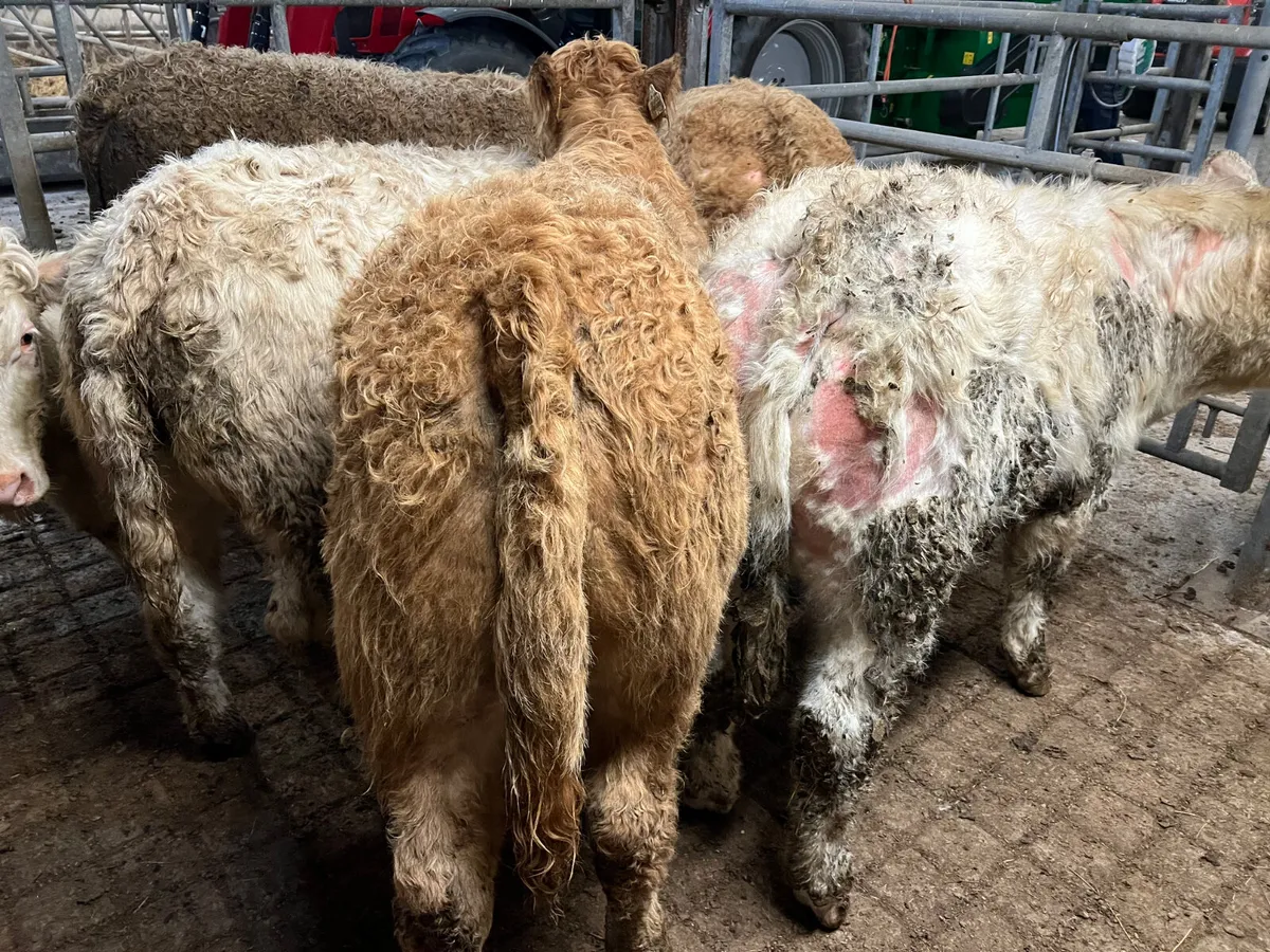 10 Charolais Bullocks 360kg/380kg - Image 3