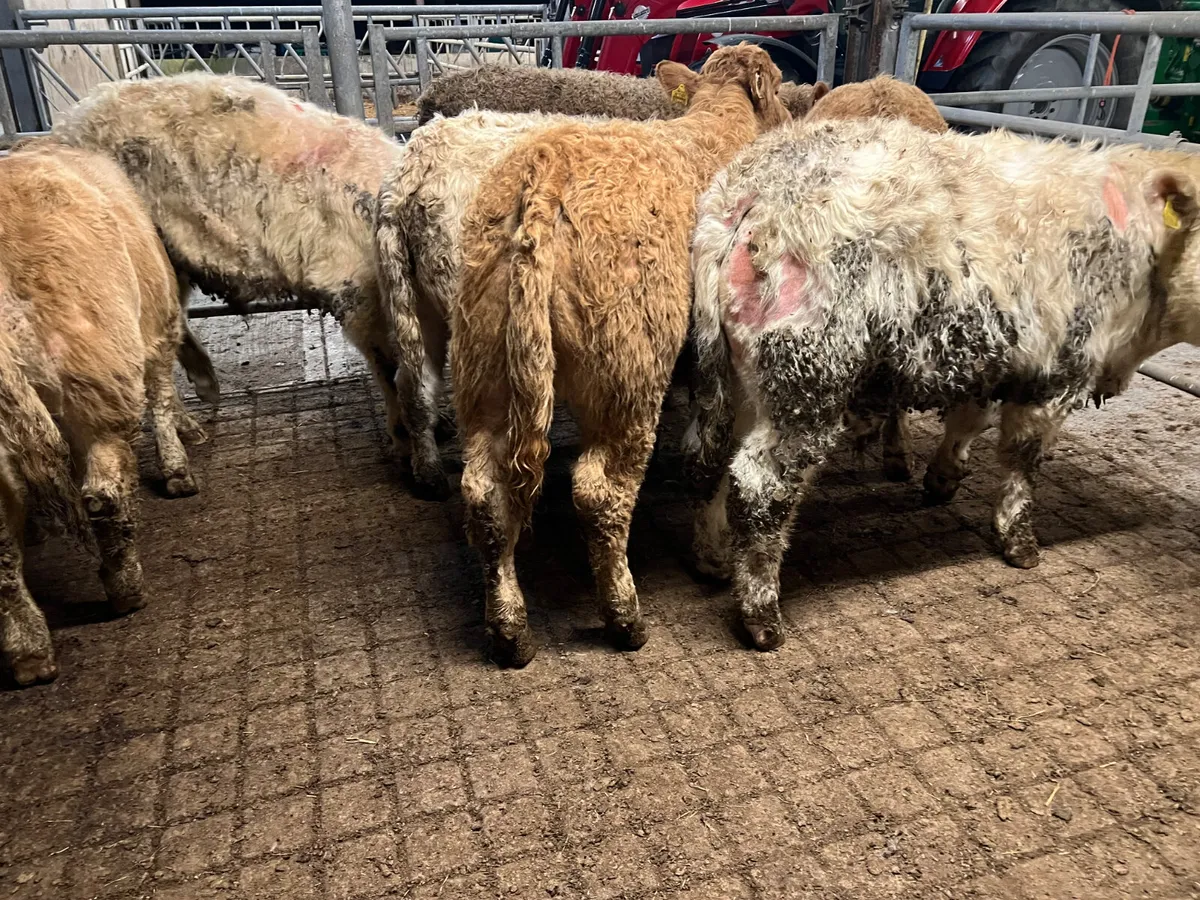 10 Charolais Bullocks 360kg/380kg - Image 4