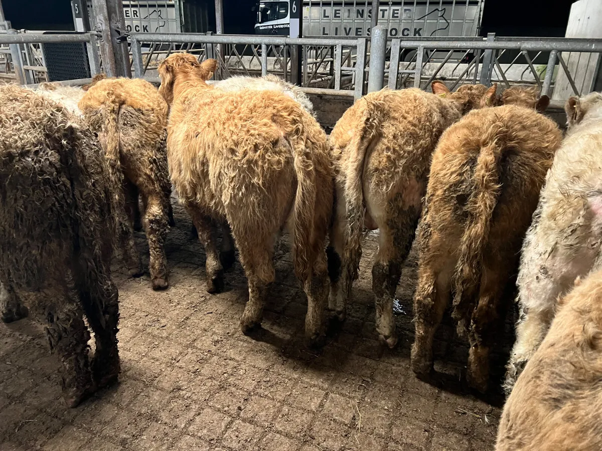 10 Charolais Bullocks 360kg/380kg - Image 1
