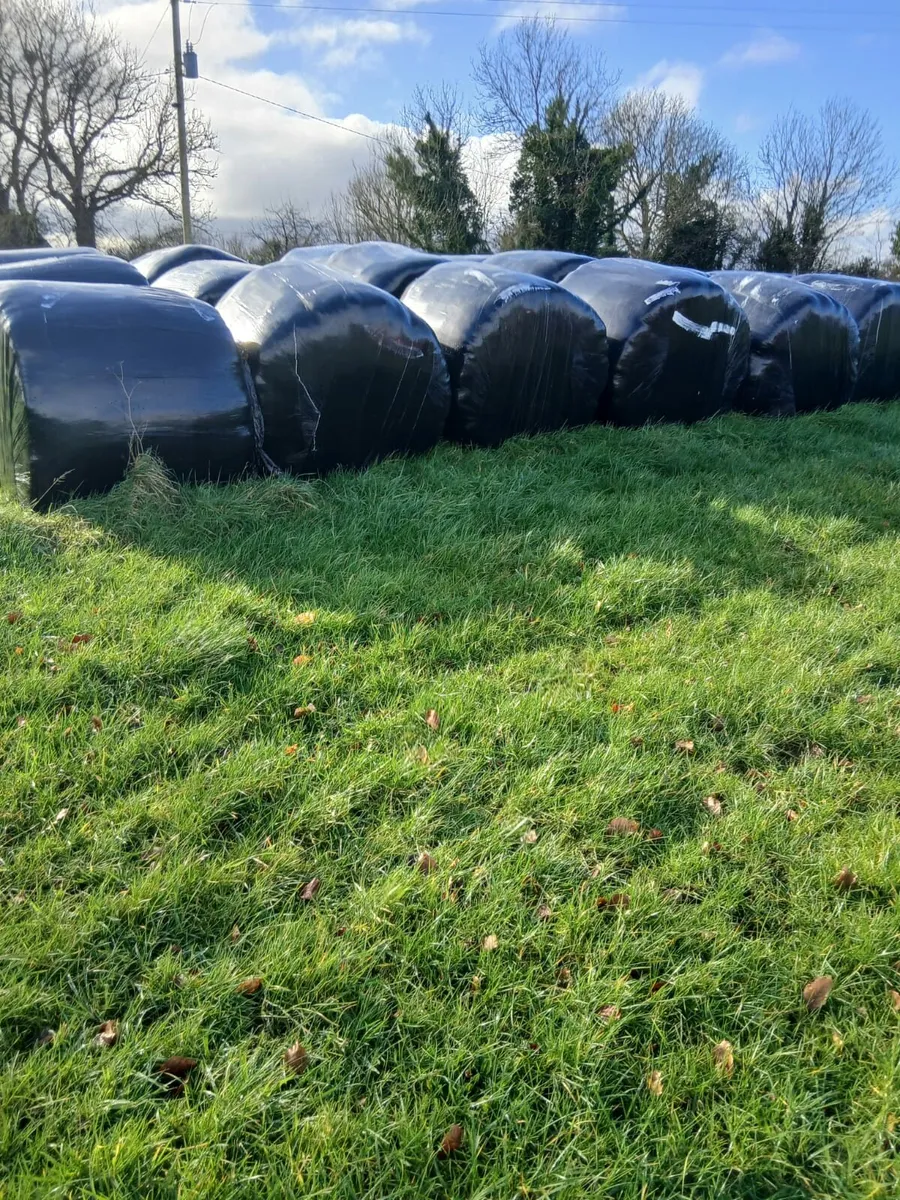 Silage - Image 2