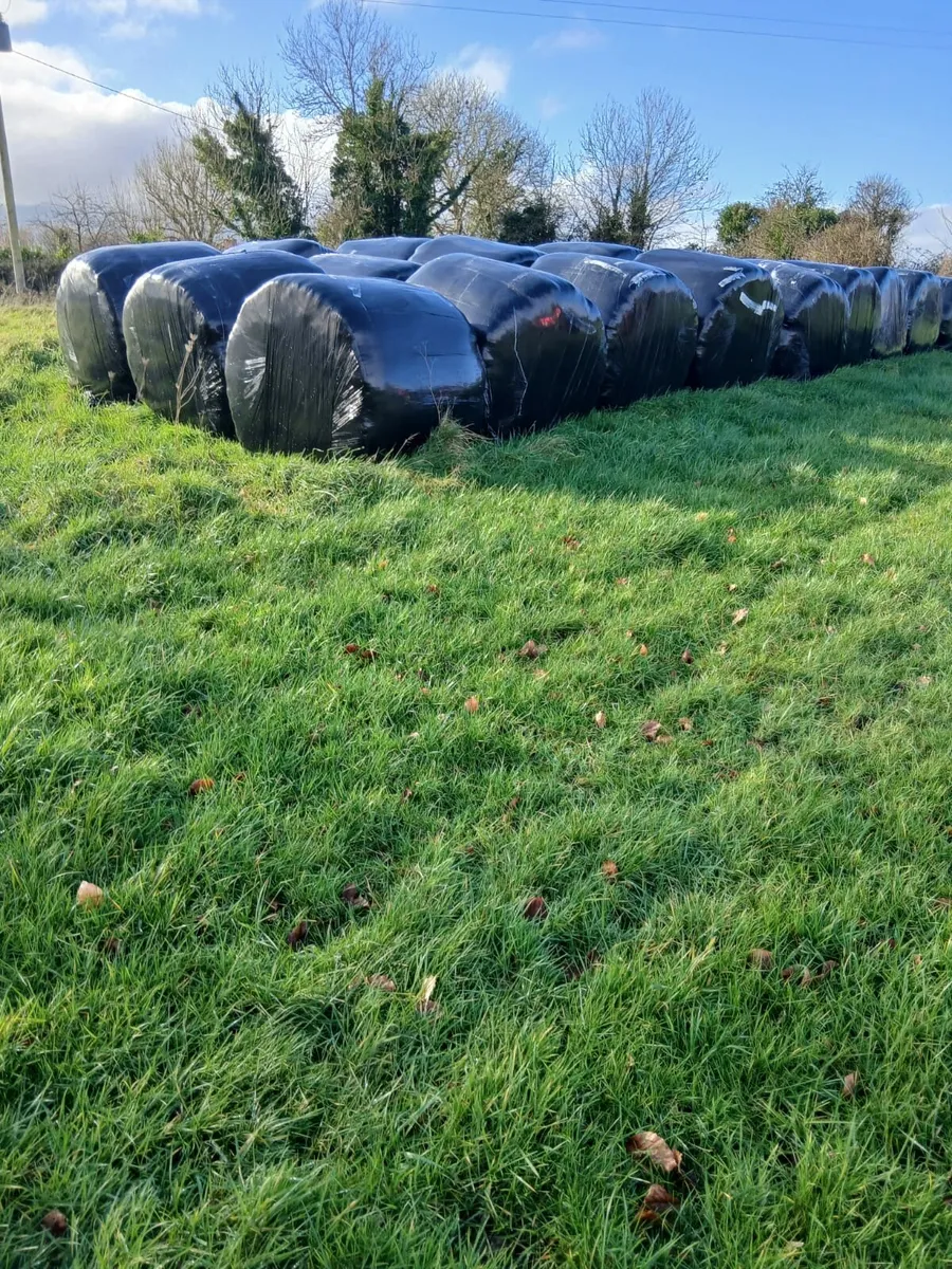 Silage - Image 3