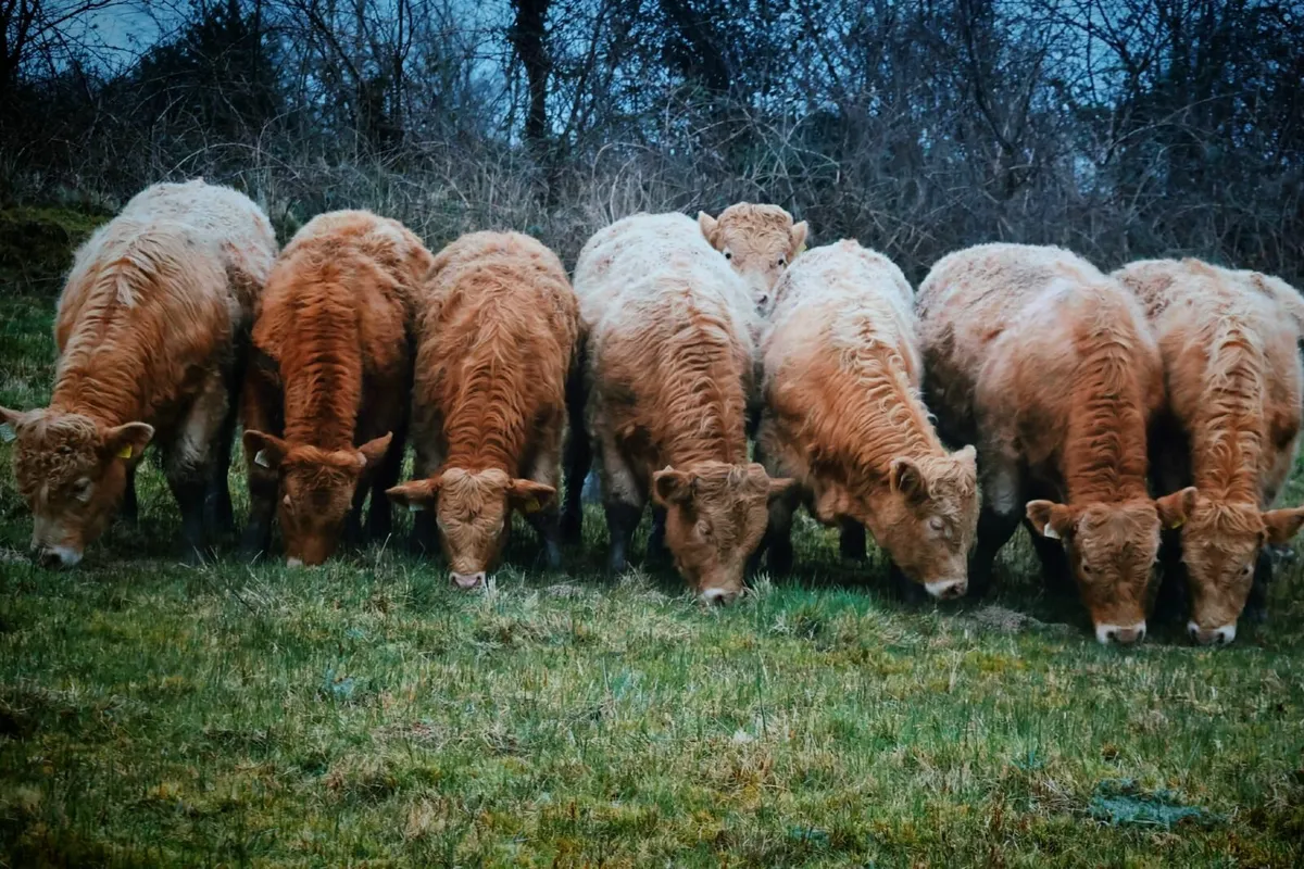 Beef Cattle - Image 2