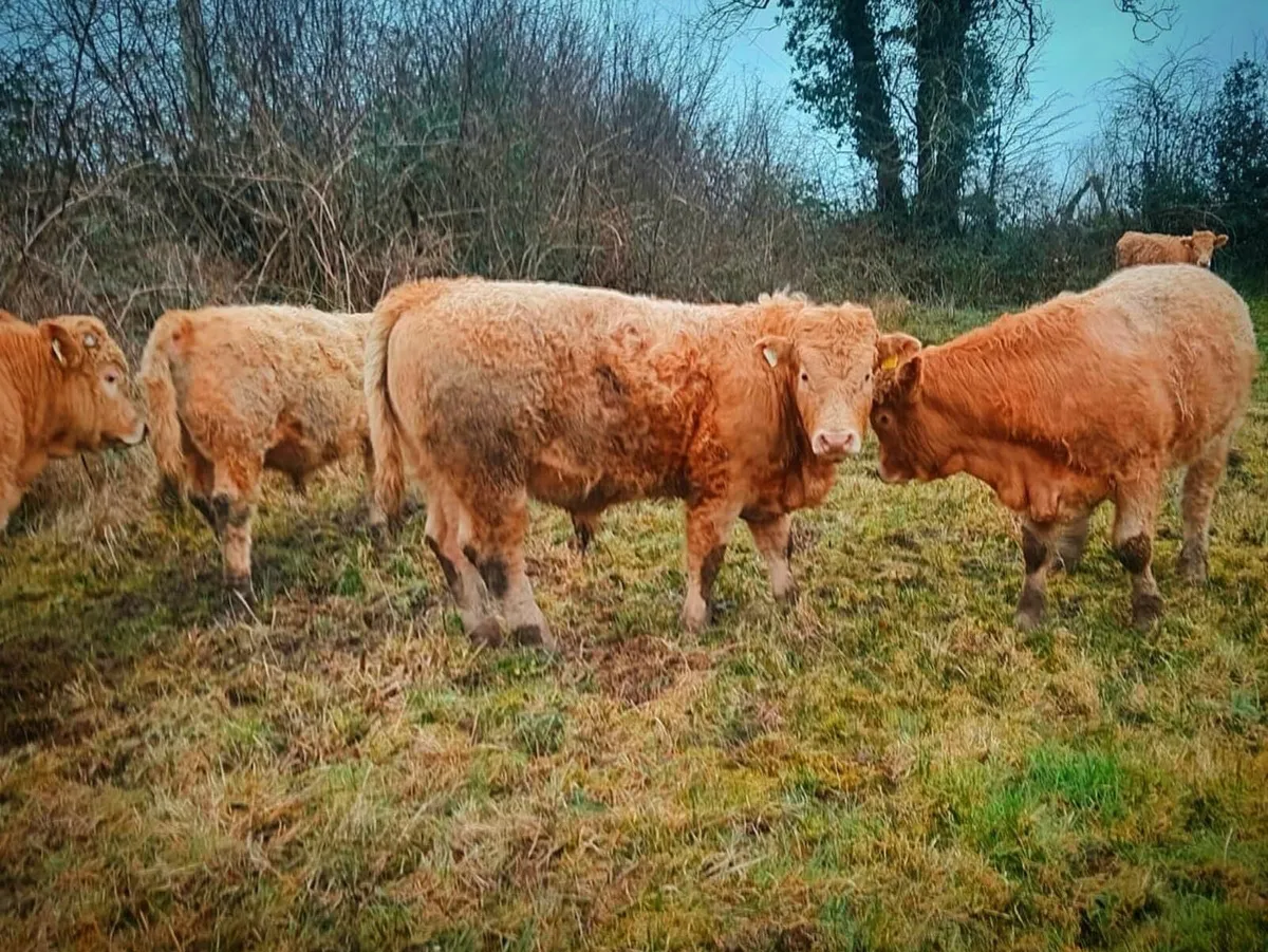Beef Cattle - Image 3