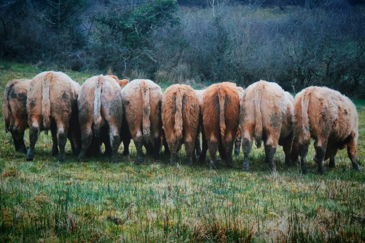 Beef Cattle - Image 4