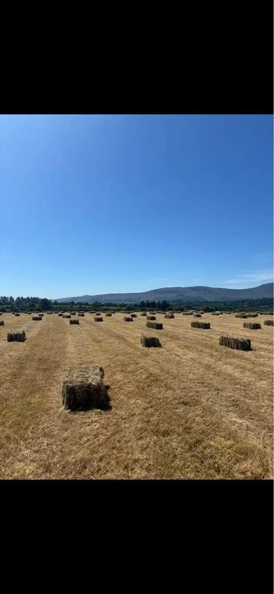 Square bales of hay - Image 1