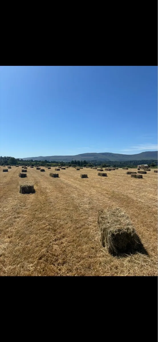 Square bales of hay - Image 2