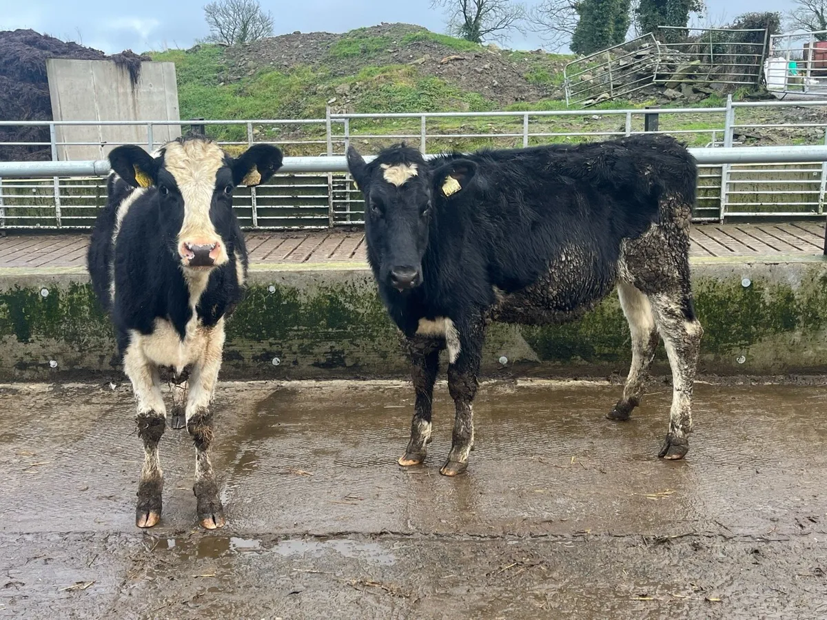 Pedigree Dairy Heifers - Image 1