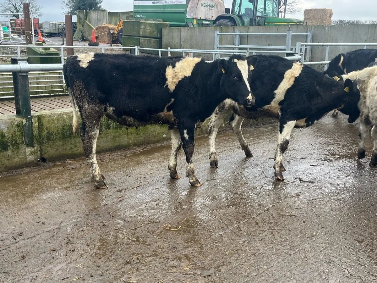Pedigree Dairy Heifers - Image 2