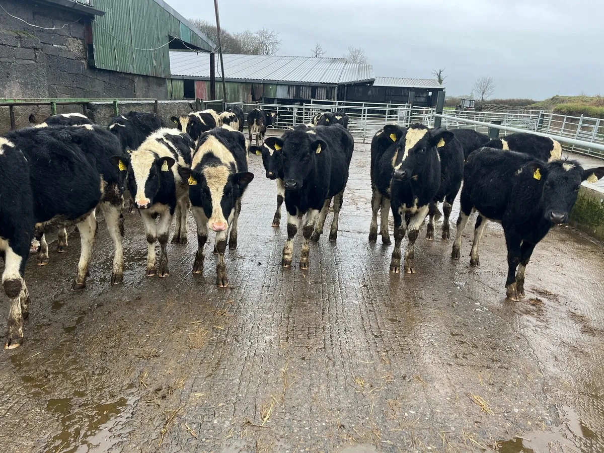 Pedigree Dairy Heifers - Image 4